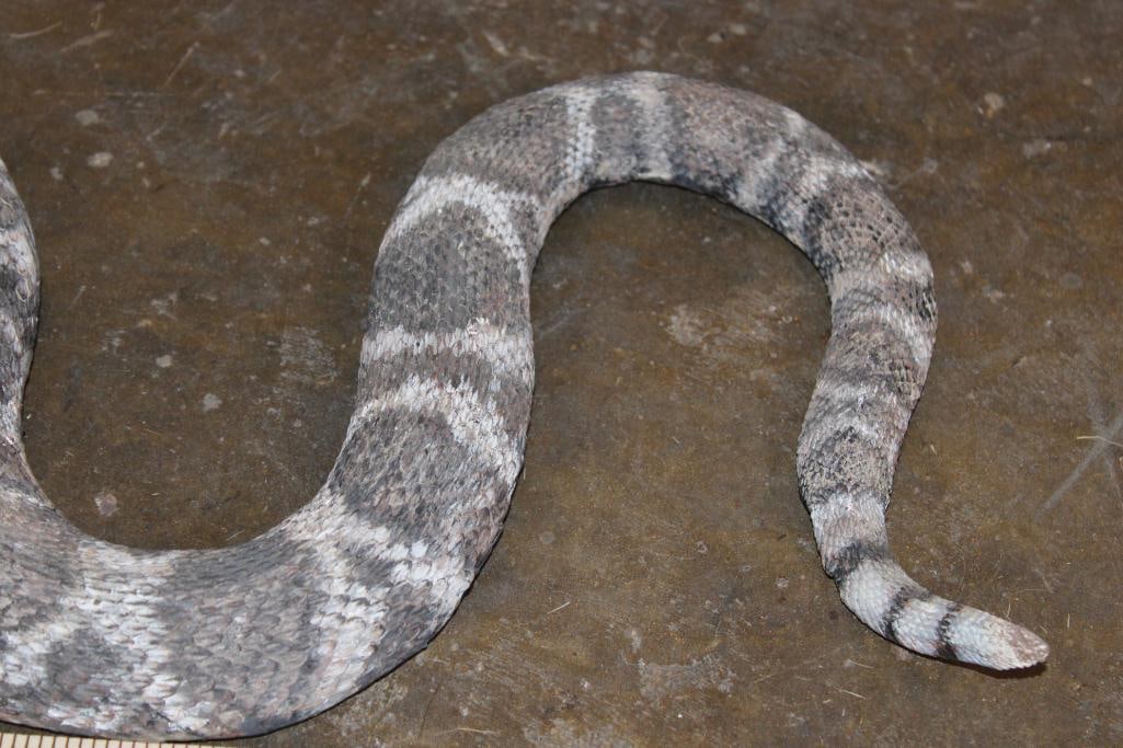 Reproduction RATTLESNAKE Mount - 5