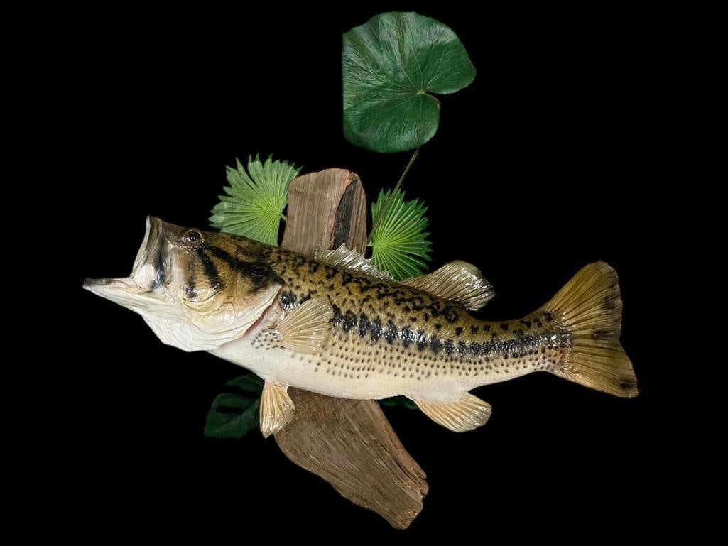 *Real Skin* BASS Fish Mounted on a Decorative Habitat Base: *Real Skin* BASS Fish. It is Mounted on a Decorative Habitat Base with wood and plant life. The Total Mount measures 23" Long x 7" Wide. This is a beautiful Bass that will look great in any room.