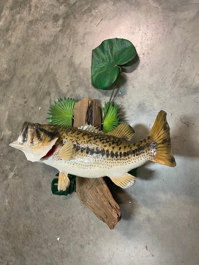 *Real Skin* BASS Fish Mounted on a Decorative Habitat Base - 2