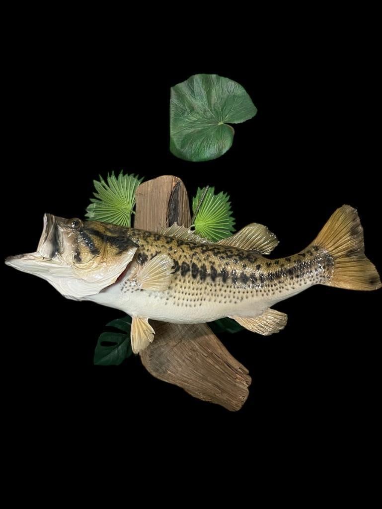 *Real Skin* BASS Fish Mounted on a Decorative Habitat Base - 4