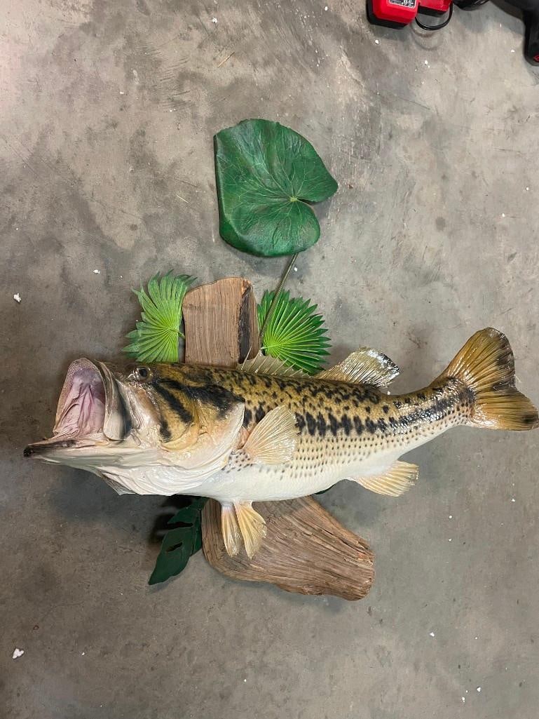 *Real Skin* BASS Fish Mounted on a Decorative Habitat Base - 5