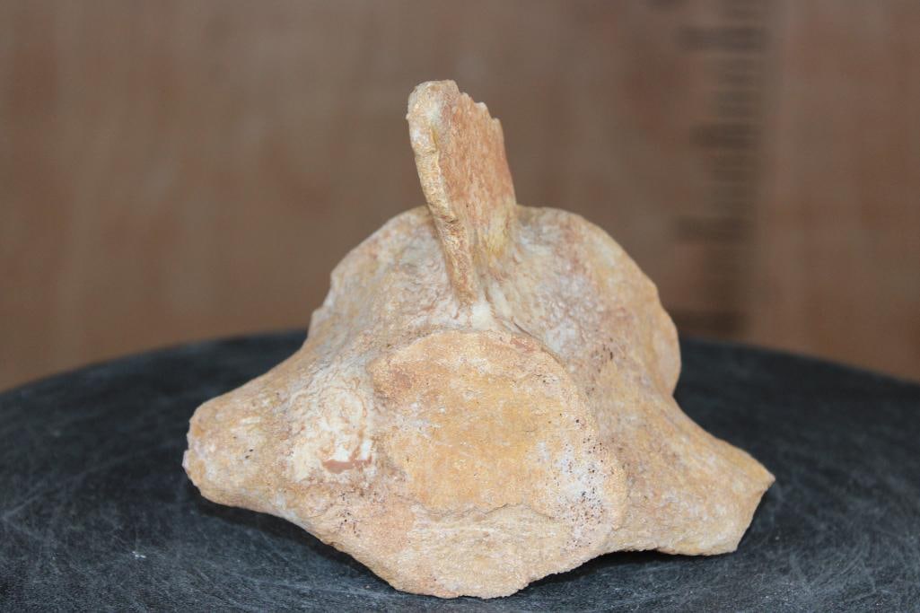 Fossilized MOSASAURUS VERTEBRAE Specimen: Fossilized MOSASAURUS VERTEBRAE from Morocco. It measures 5.75" Long x 4.25" Tall x 2.75" Thick and the Total Weight is 1 lb 2 oz. Mosasaur vertebrae are Cretaceous-era fossils from giant marine