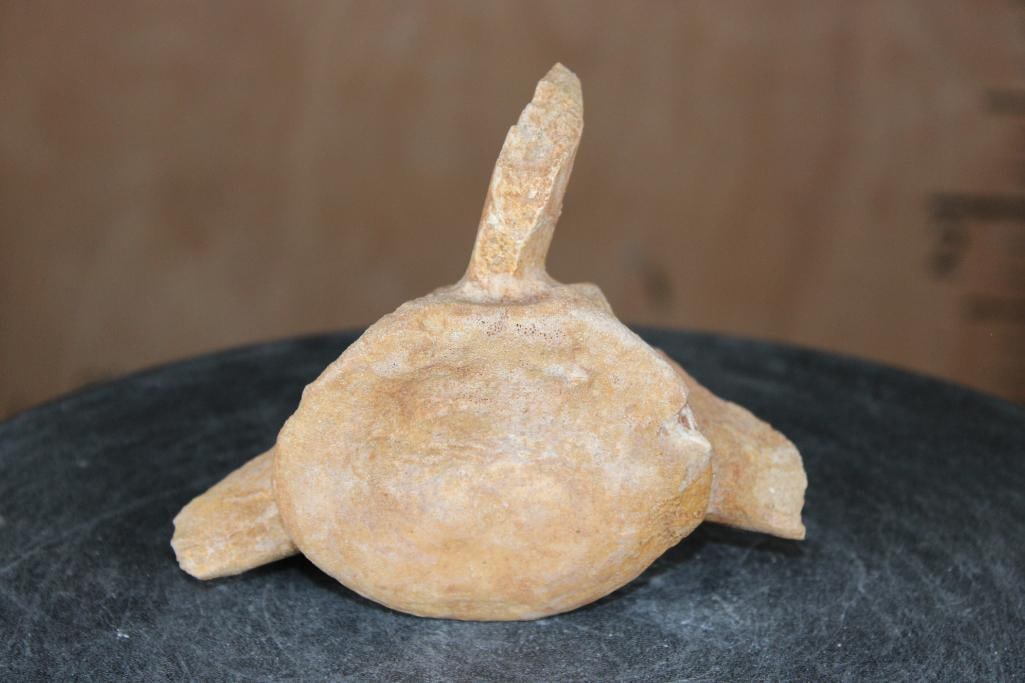 Fossilized MOSASAURUS VERTEBRAE Specimen - 3