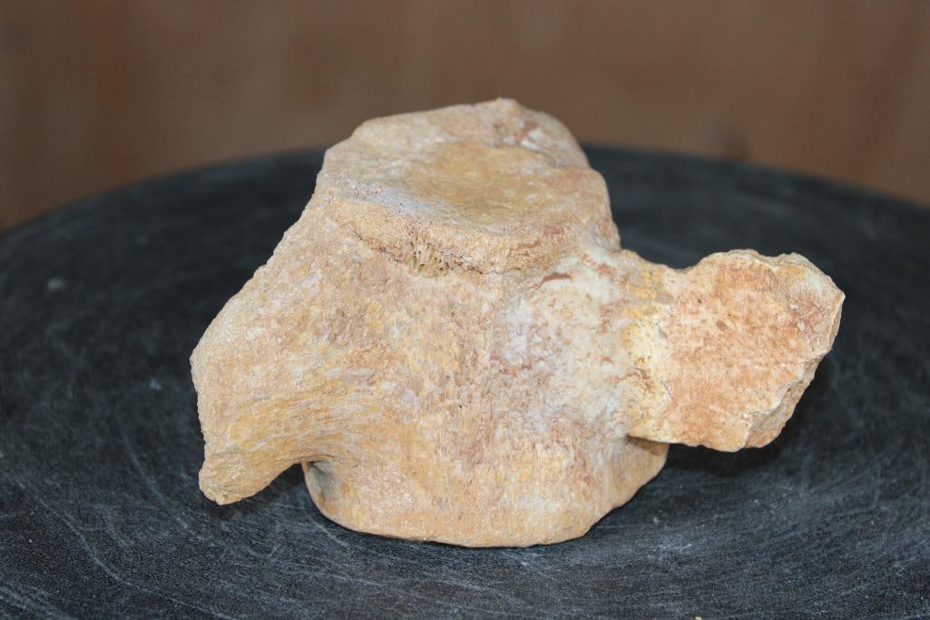 Fossilized MOSASAURUS VERTEBRAE Specimen - 4