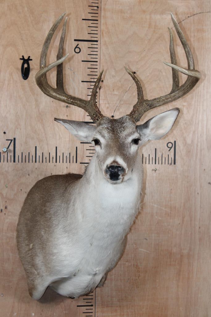 8-Point WHITETAIL DEER Shoulder Mount: Nice, Clean, and Respectable 8-Point WHITETAIL DEER Shoulder Mount. It has a 20 5/8" Spread and is in Good Condition. TAXIDERMY 