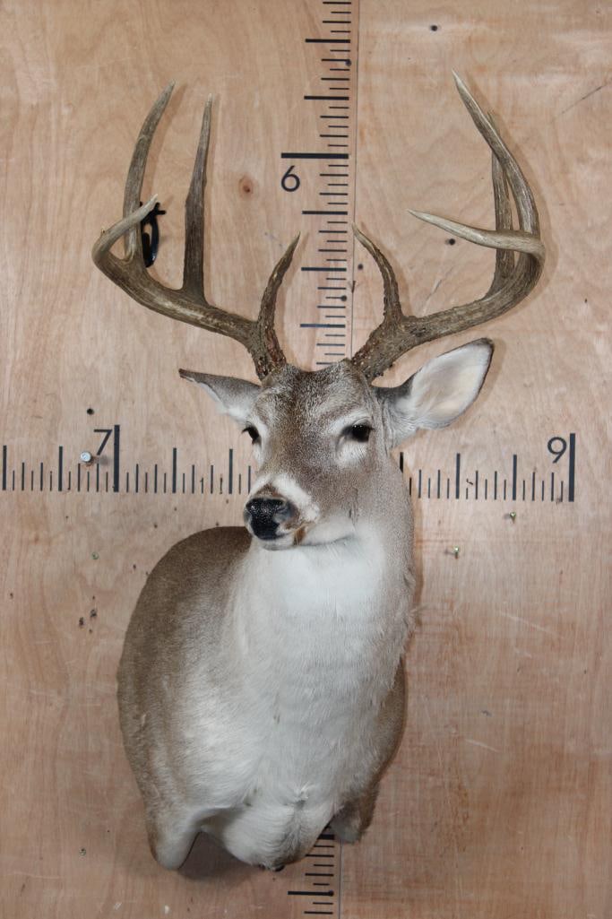 8-Point WHITETAIL DEER Shoulder Mount - 2
