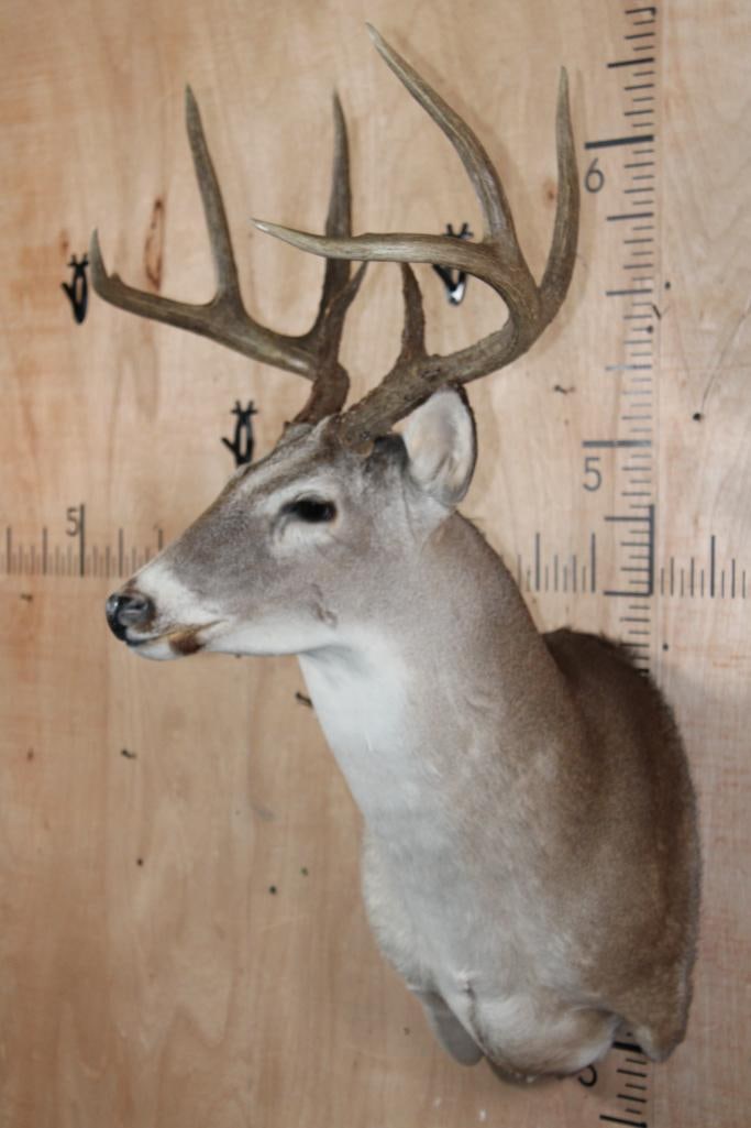 8-Point WHITETAIL DEER Shoulder Mount - 3