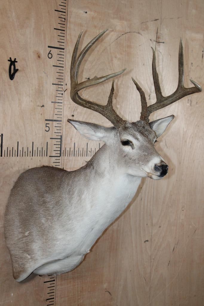 8-Point WHITETAIL DEER Shoulder Mount - 4