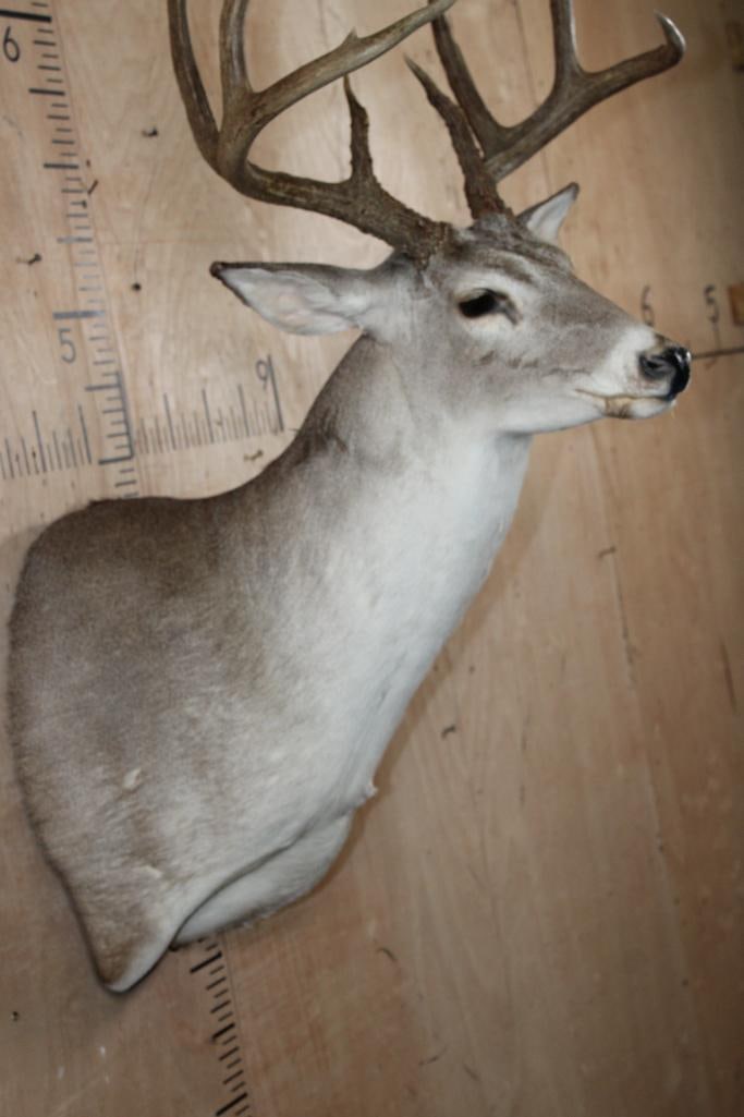 8-Point WHITETAIL DEER Shoulder Mount - 5