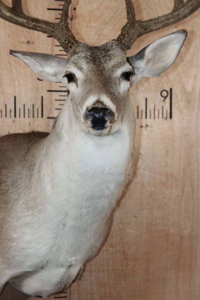 8-Point WHITETAIL DEER Shoulder Mount - 6