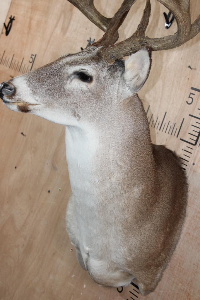 8-Point WHITETAIL DEER Shoulder Mount - 7
