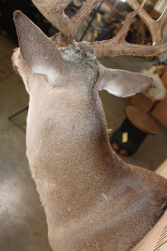 8-Point WHITETAIL DEER Shoulder Mount - 8