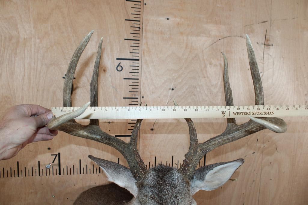 8-Point WHITETAIL DEER Shoulder Mount - 9
