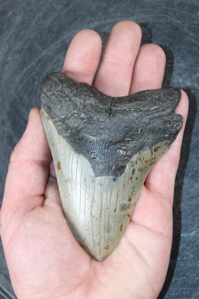 XL MEGALODON SHARK Tooth Fossil: XL MEGALODON SHARK Tooth Fossil. It measures 5" Long from the Top Corner to the Tip! The Total Weight is 8 oz. MEGALODON SHARK TEETH 