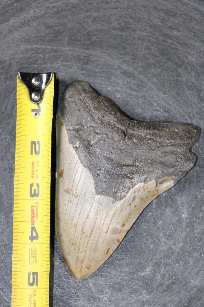 XL MEGALODON SHARK Tooth Fossil - 3