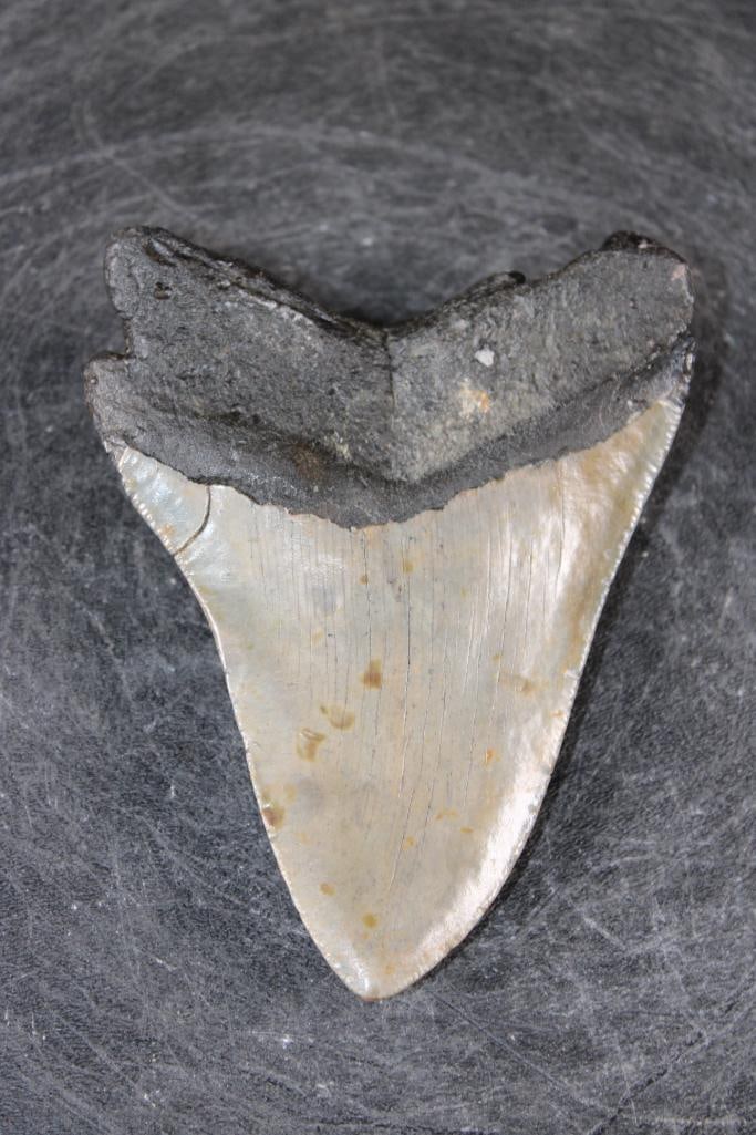 XL MEGALODON SHARK Tooth Fossil - 4