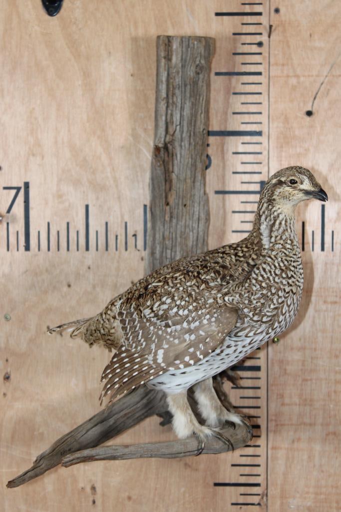 SHARP-TAILED GROUSE Perched on a Wood Log: Very Nice Life-sized SHARP-TAILED GROUSE. It is Perched on a Wood Log Wall Hanger and measures 20" Long x 14" Wide x 13" Depth. TAXIDERMY BIRDS 