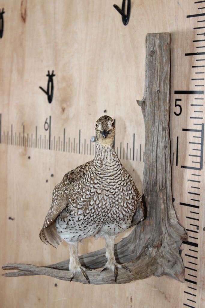 SHARP-TAILED GROUSE Perched on a Wood Log - 2