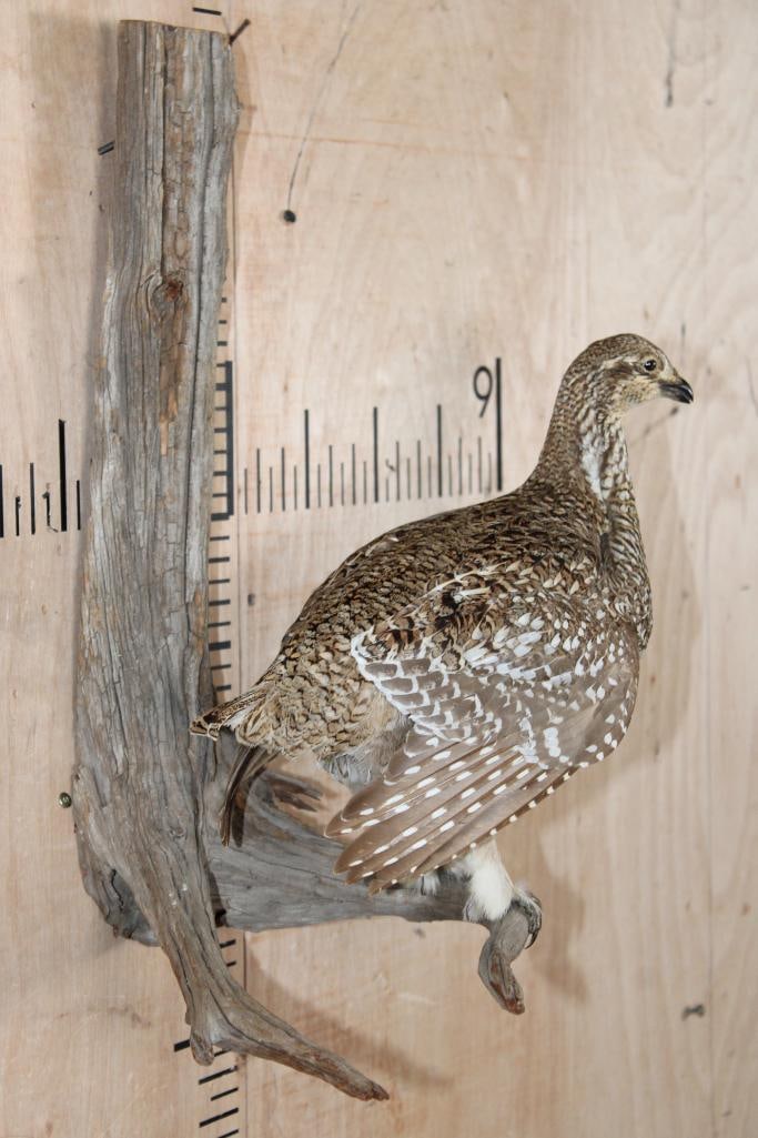 SHARP-TAILED GROUSE Perched on a Wood Log - 3