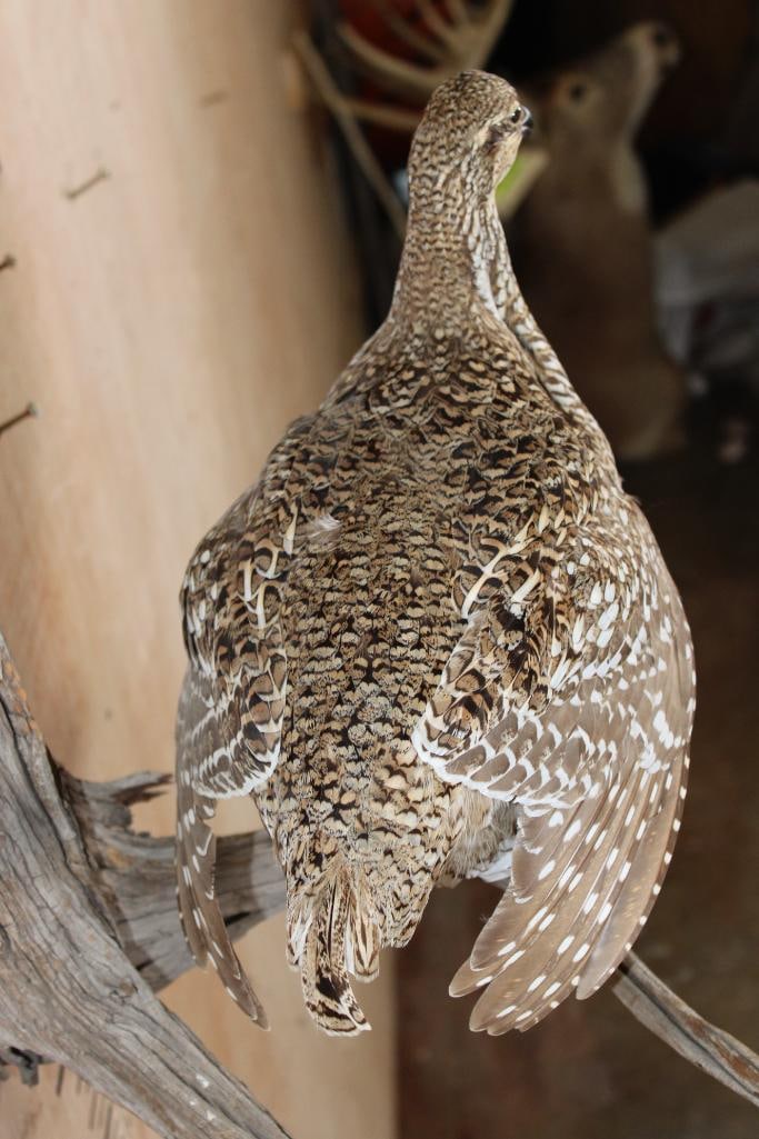 SHARP-TAILED GROUSE Perched on a Wood Log - 4