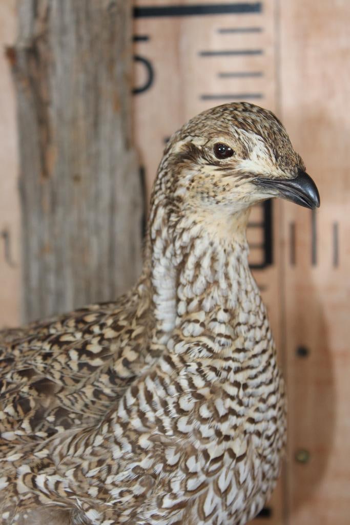 SHARP-TAILED GROUSE Perched on a Wood Log - 5