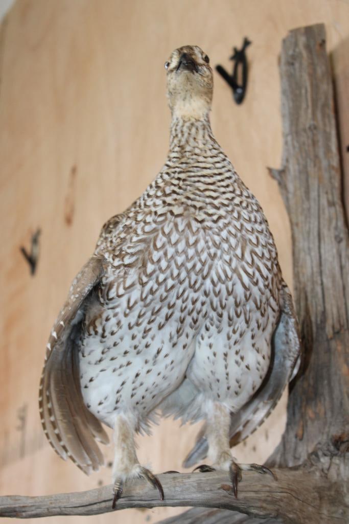 SHARP-TAILED GROUSE Perched on a Wood Log - 6