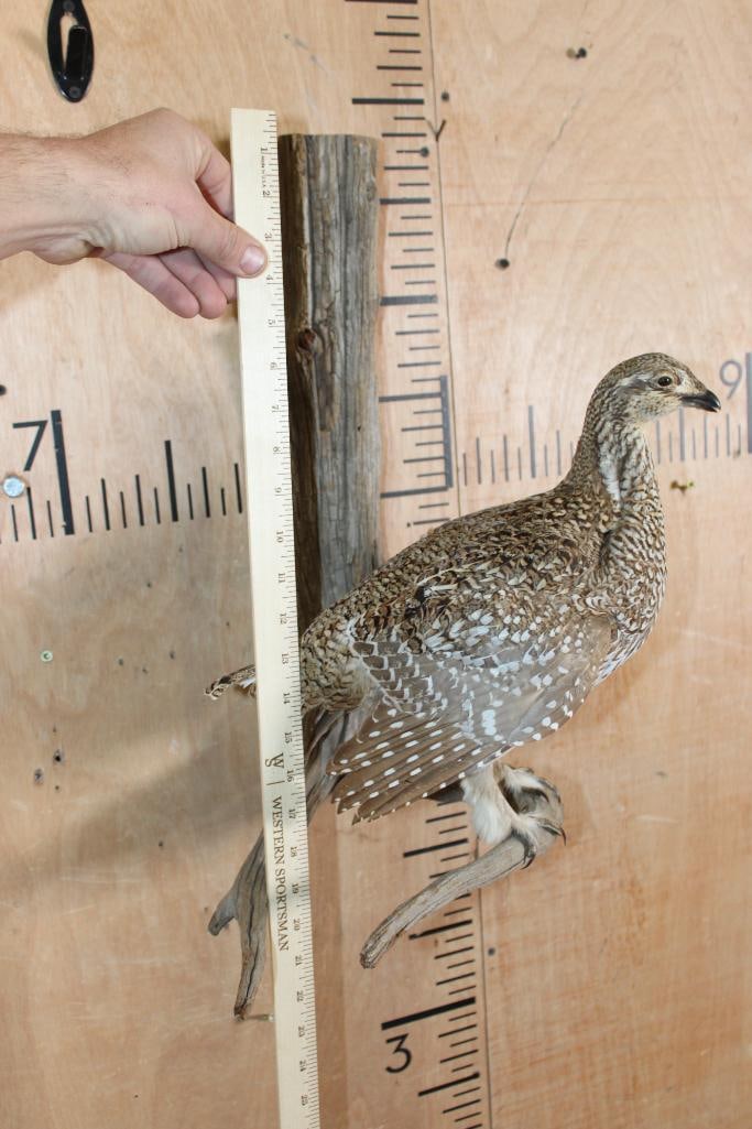 SHARP-TAILED GROUSE Perched on a Wood Log - 7