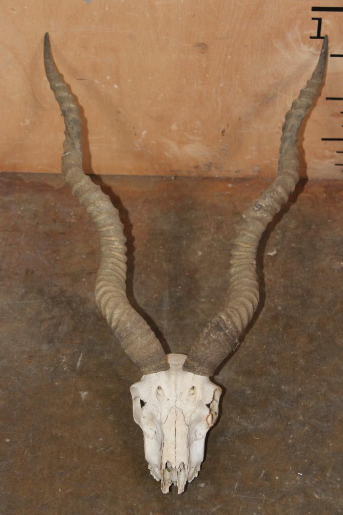 BLACKBUCK Skull with Removable Horns: BLACKBUCK Skull with Removable Horns. TAXIDERMY SKULLS 