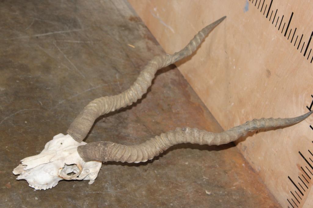 BLACKBUCK Skull with Removable Horns - 2