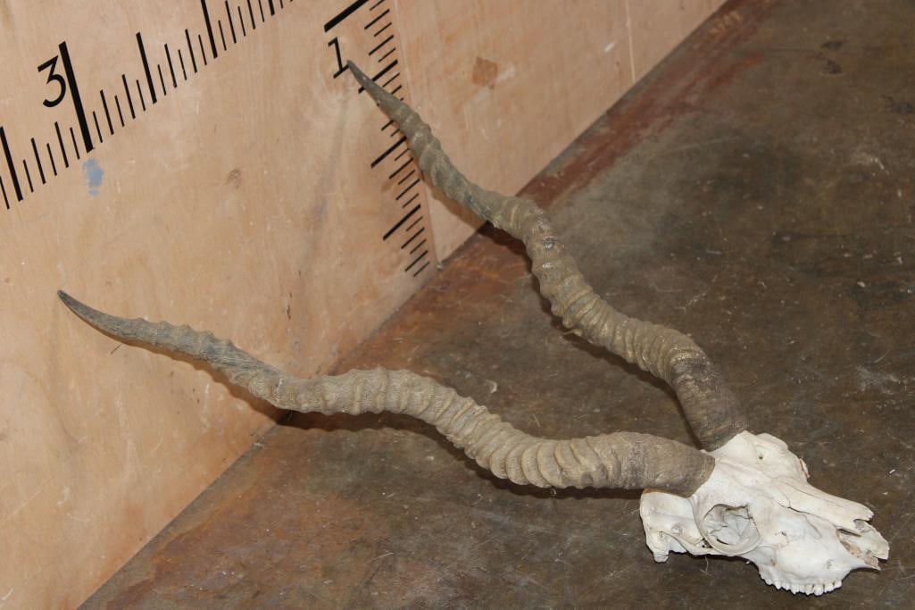 BLACKBUCK Skull with Removable Horns - 3