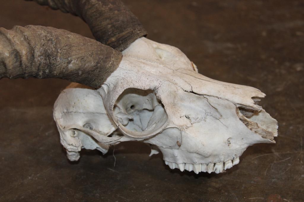 BLACKBUCK Skull with Removable Horns - 4