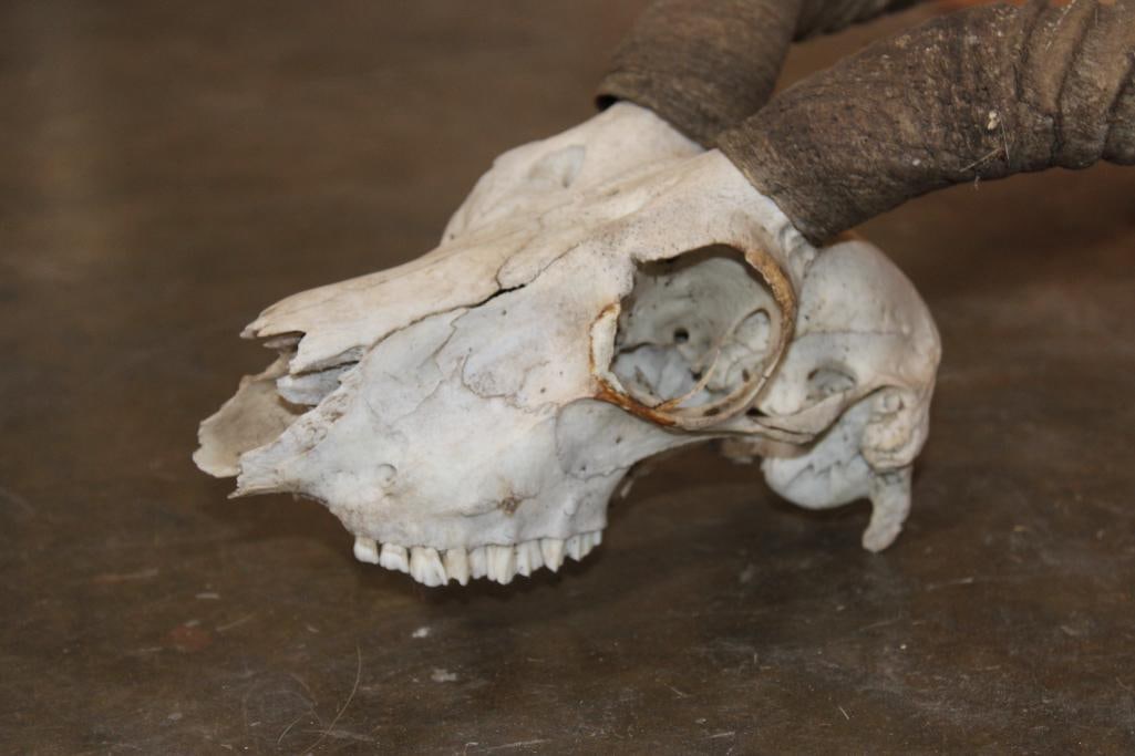 BLACKBUCK Skull with Removable Horns - 6