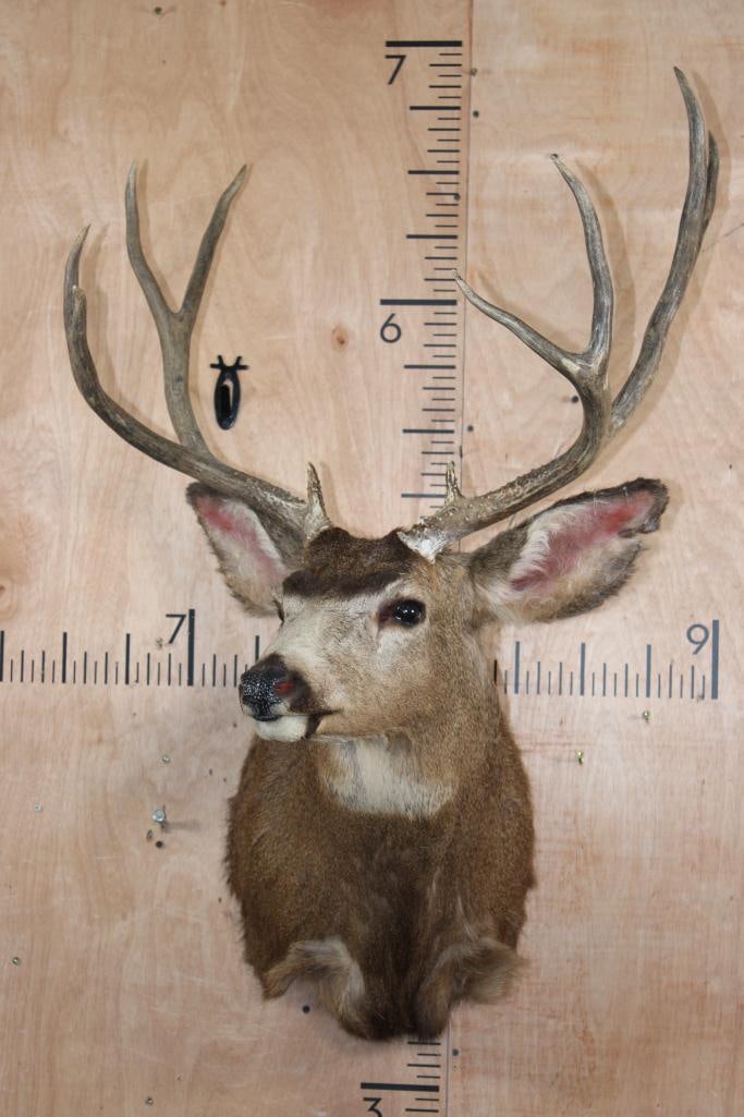 10-Point MULE DEER Shoulder Mount - 2