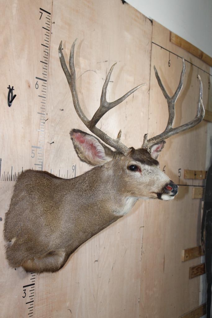10-Point MULE DEER Shoulder Mount - 4