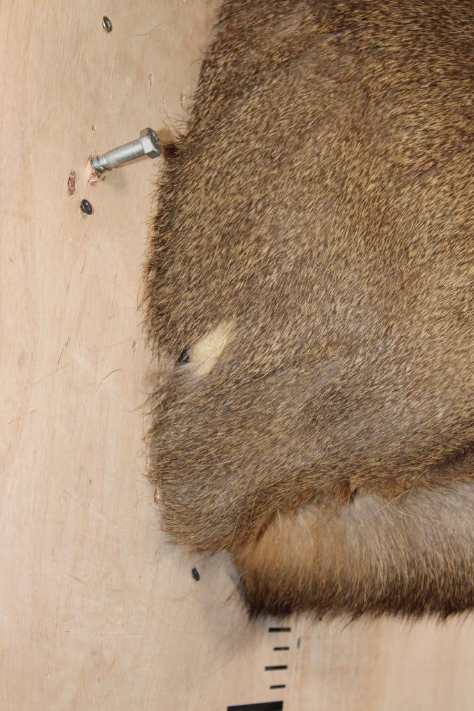 10-Point MULE DEER Shoulder Mount - 5