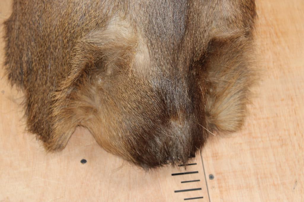 10-Point MULE DEER Shoulder Mount - 6