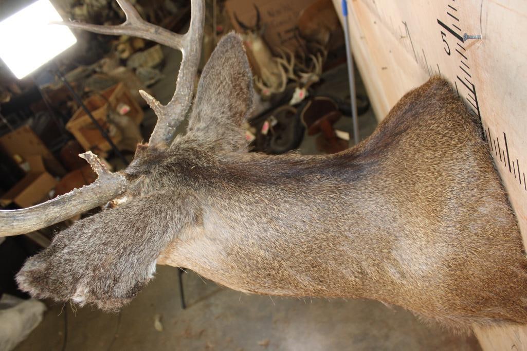 10-Point MULE DEER Shoulder Mount - 7