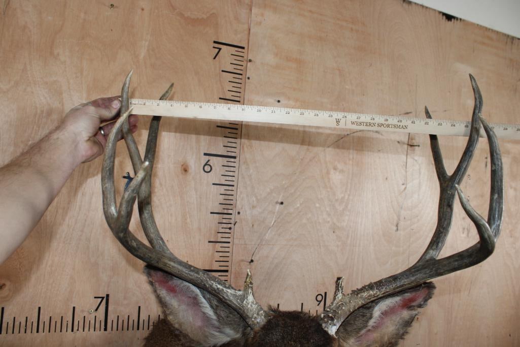 10-Point MULE DEER Shoulder Mount - 8