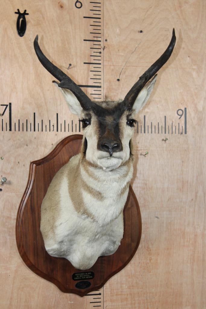 PRONGHORN Shoulder Mount on a Wood Plaque (1 of 8)