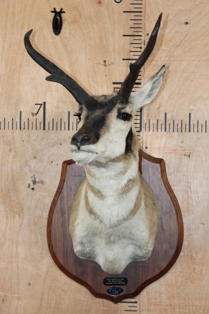 PRONGHORN Shoulder Mount on a Wood Plaque - 2