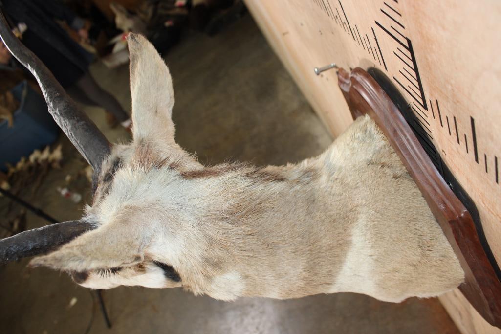PRONGHORN Shoulder Mount on a Wood Plaque - 7