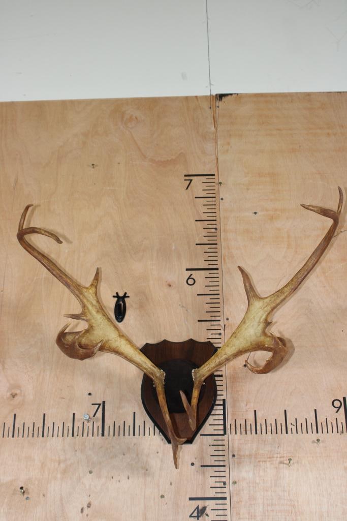 15-Point CARIBOU Antlers Mounted on a Plaque: 15-Point CARIBOU Antlers with a 30.5" Spread and mounted on a nice Plaque. TAXIDERMY 