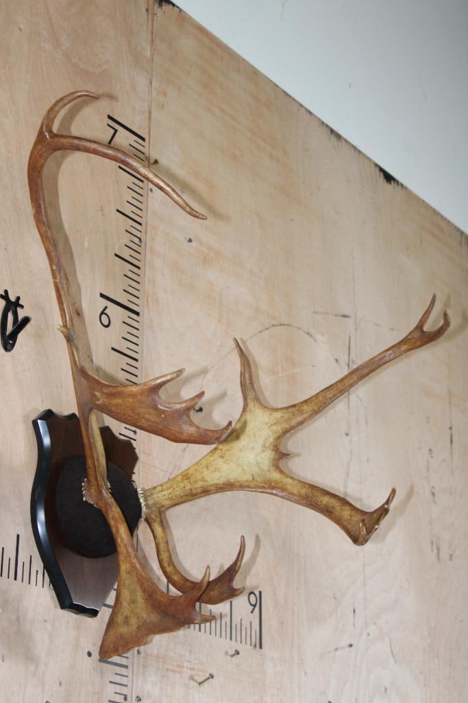 15-Point CARIBOU Antlers Mounted on a Plaque - 2