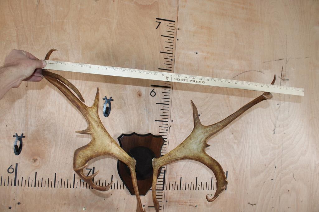 15-Point CARIBOU Antlers Mounted on a Plaque - 5