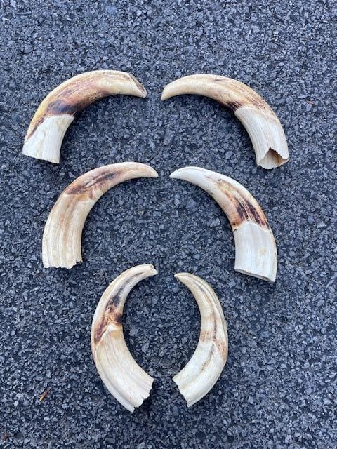 (6) WARTHOG Upper Tusks: 6 WARTHOG Upper Tusks. They measure 6" to 6.5" Long each. These have great color and will be excellent for crafts or jewelry making. TAXIDERMY 