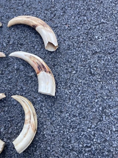 (6) WARTHOG Upper Tusks - 2
