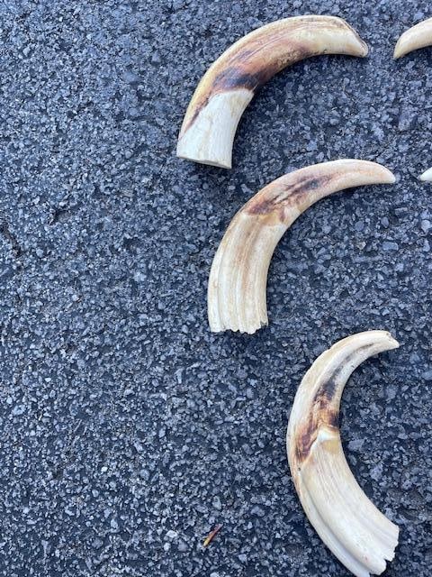 (6) WARTHOG Upper Tusks - 3