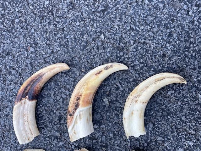 (6) WARTHOG Upper Tusks - 5