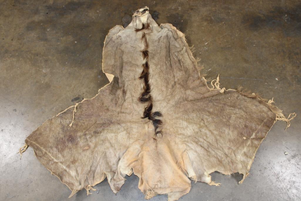 KUDU Cape for a Taxidermy Shoulder Mount: Nice and Clean KUDU Cape for a Taxidermy Shoulder Mount. It is in Good Condition. TAXIDERMY 