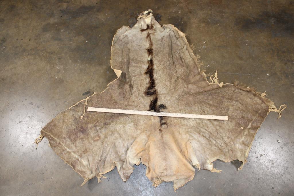 KUDU Cape for a Taxidermy Shoulder Mount - 2